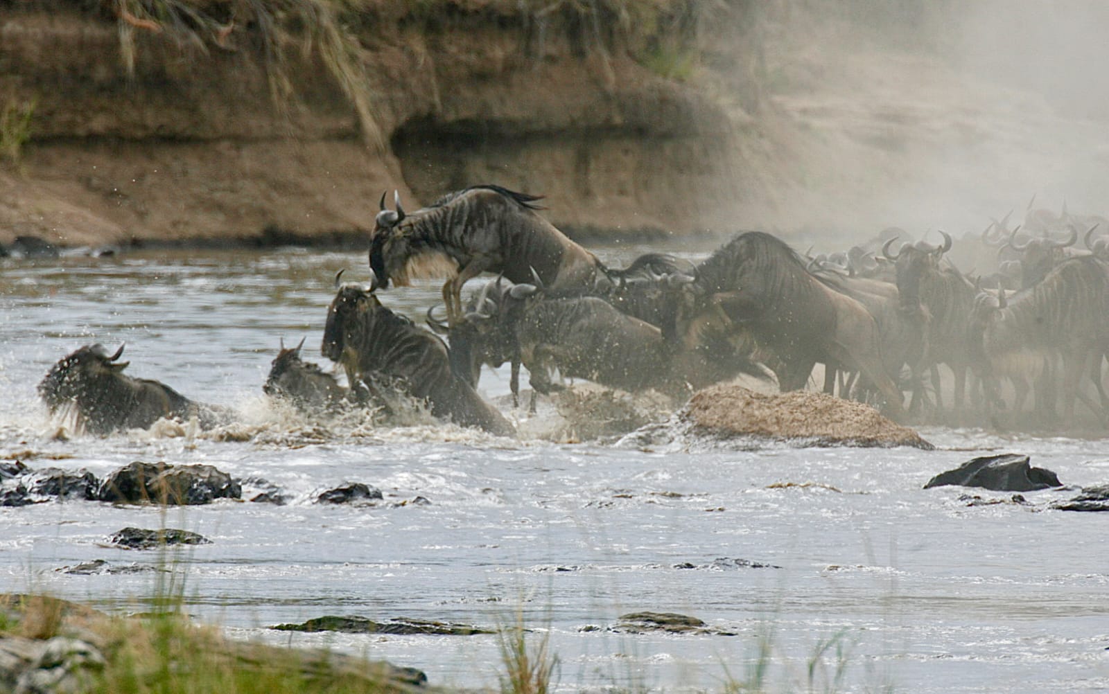 Wilderbeast Migration at Mara River